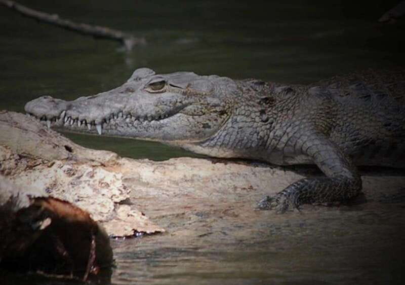 Cancun: Speedboat Adventure & Crocodile Sighting - Cruising the mangroves: what to watch for on the water
