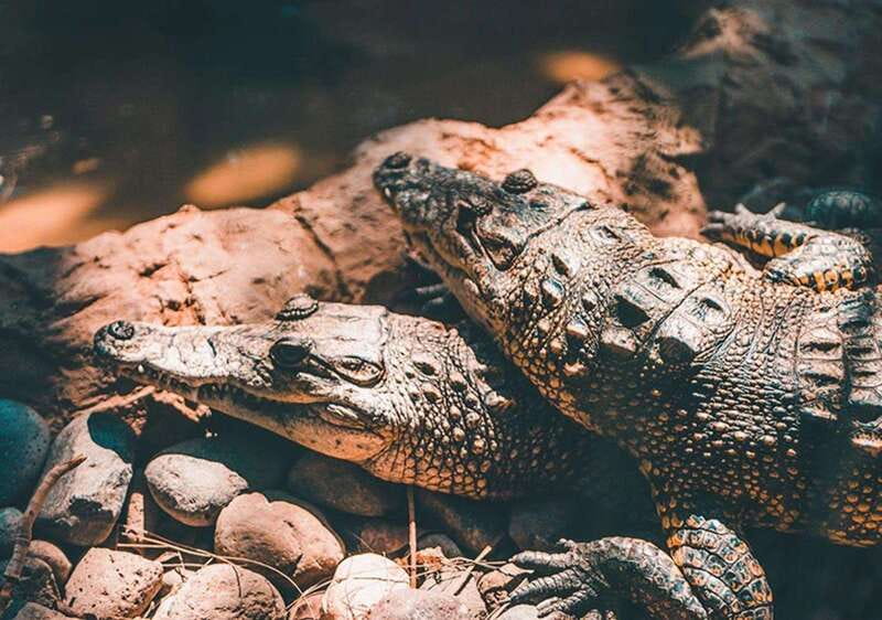 Cancun: Speedboat Adventure & Crocodile Sighting - What you do first: safety briefing and the tour flow