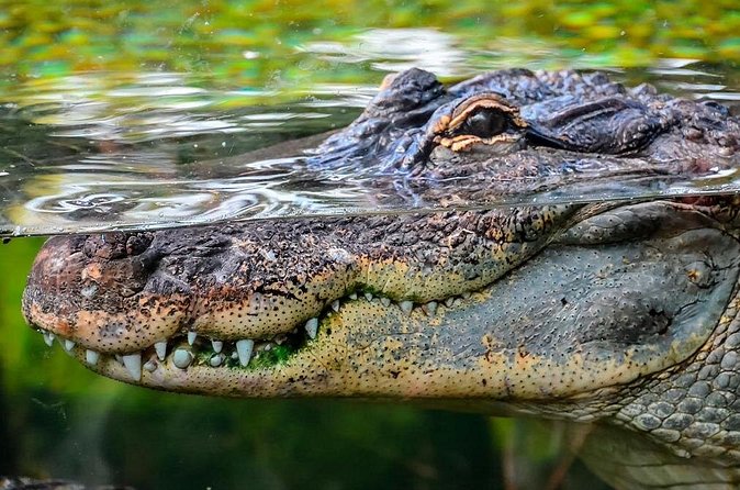 Cancun Speedboat with Crocodile Watching Jungle Tours Adventure - Stop by stop: what you do during the 2 hours