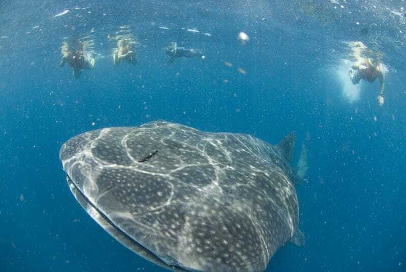 Cancún: Swim with Whale Sharks - Key things I’d pay attention to