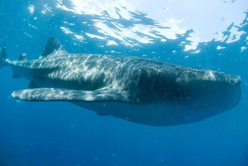 Cancún: Swim with Whale Sharks - Why the Isla Contoy area matters for whale sharks