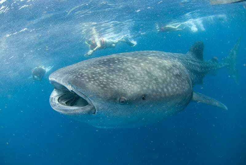 Cancún: Swim with Whale Sharks - Morning pickup and the marina setup (Puerto Juárez, Marina Xtabay)