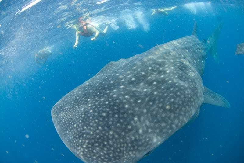 Cancún: Swim with Whale Sharks - Speedboat crossing and the guided search toward Isla Mujeres