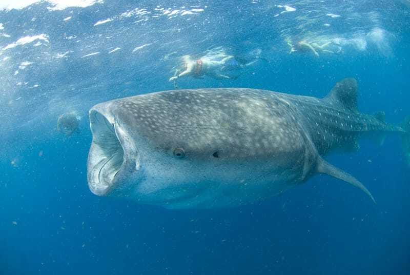Cancún: Swim with Whale Sharks - Snorkeling with whale sharks: what the small-group rules mean for you