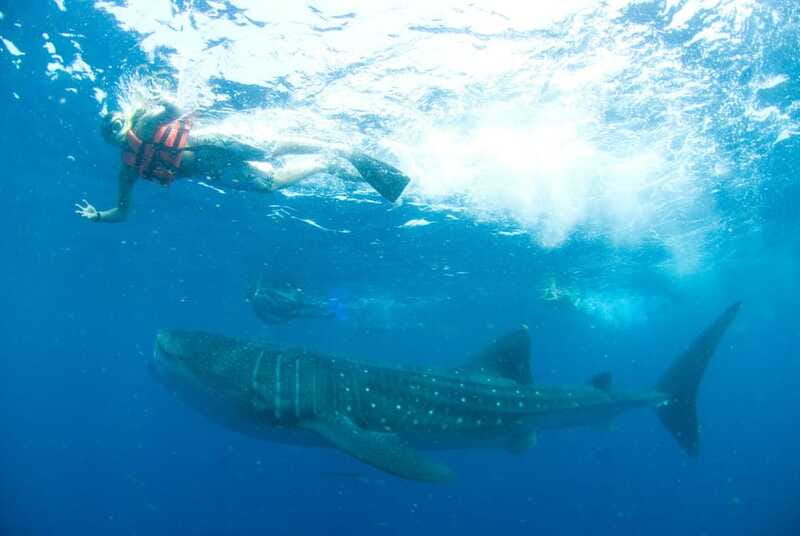 Cancún: Swim with Whale Sharks - Dolphins and sea turtles during the boat cruise