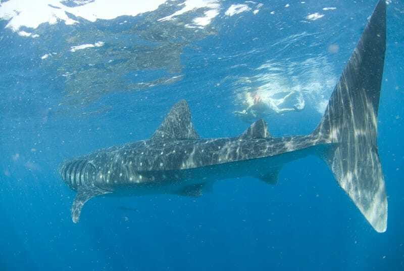 Cancún: Swim with Whale Sharks - Lunch on the water: ceviche and a real chance to cool off