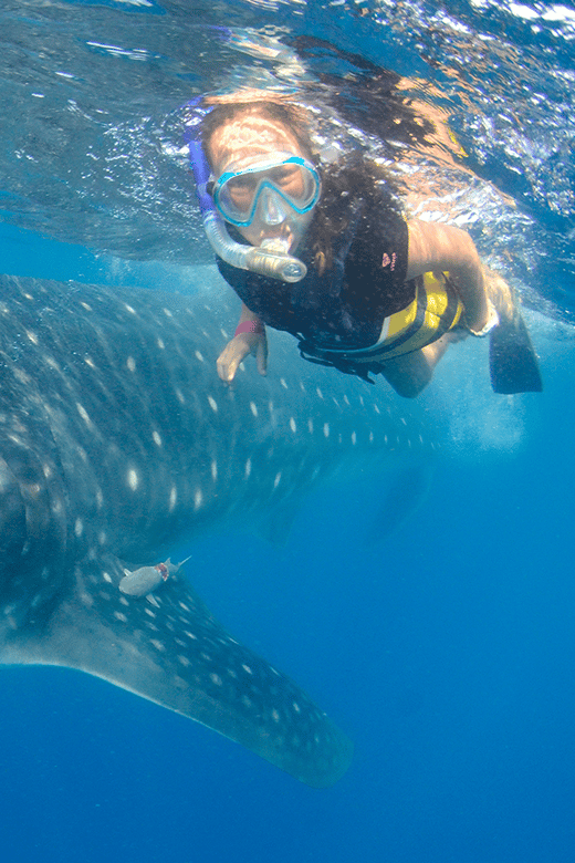 Cancún: Swim with Whale Sharks & Playa Norte Beach - Key highlights that matter