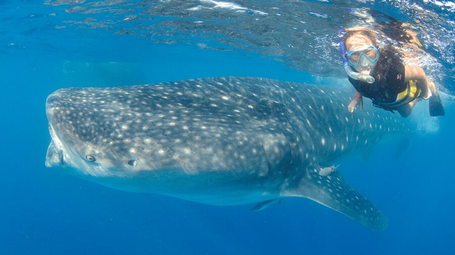 Cancún: Swim with Whale Sharks & Playa Norte Beach - Roundtrip transportation and the 6-hour pacing