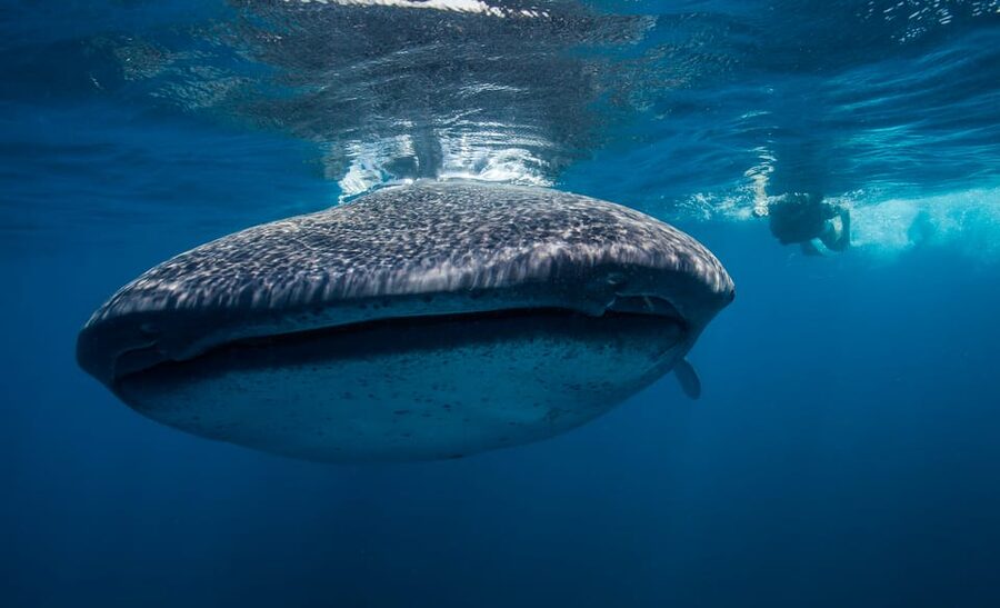 Cancún: Swim with Whale Sharks & Playa Norte Beach - Who should book, and who should skip