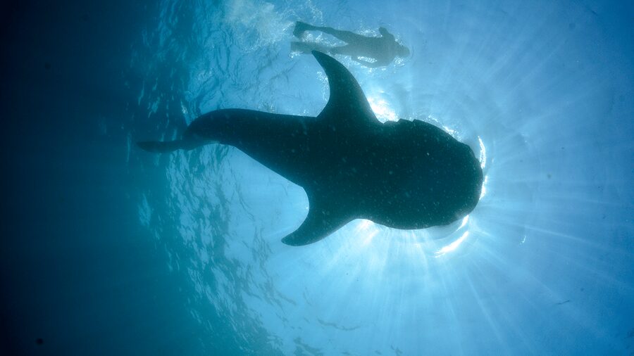Cancún: Swim with Whale Sharks & Playa Norte Beach - Tips that make the day smoother once you are there