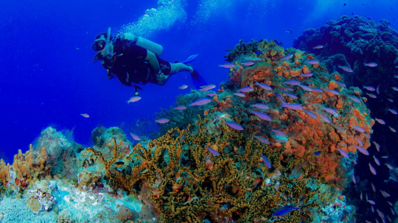 Cancún: Underwater Museum & Reef for Certified Scuba Divers - Logistics and gear: wetsuit, photos, and what you should pack
