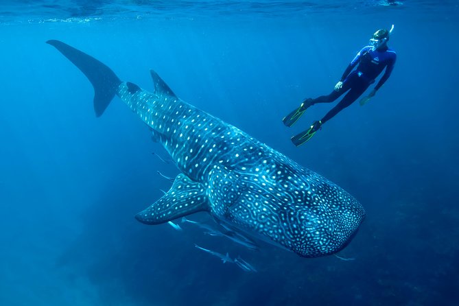 Cancun Whale Shark Encounter - Meeting at Punta Sam and how the half-day runs