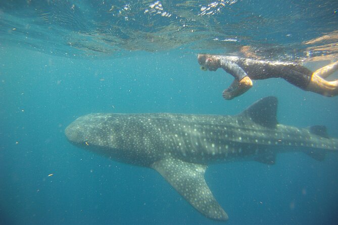 Cancun Whale Shark Encounter - What’s included: gear, breakfast, ceviche, and drinks