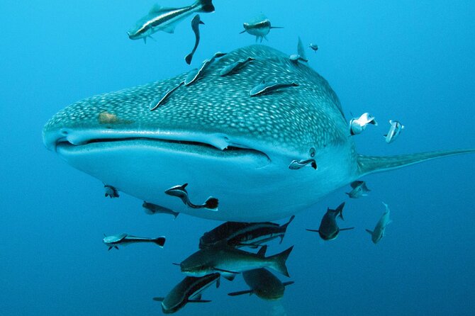 Cancun Whale Shark Encounter - Price, the extra $20 fee, and the value math