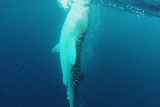 Cancun Whale Shark Encounter - Guides and captains: why the crew quality shows