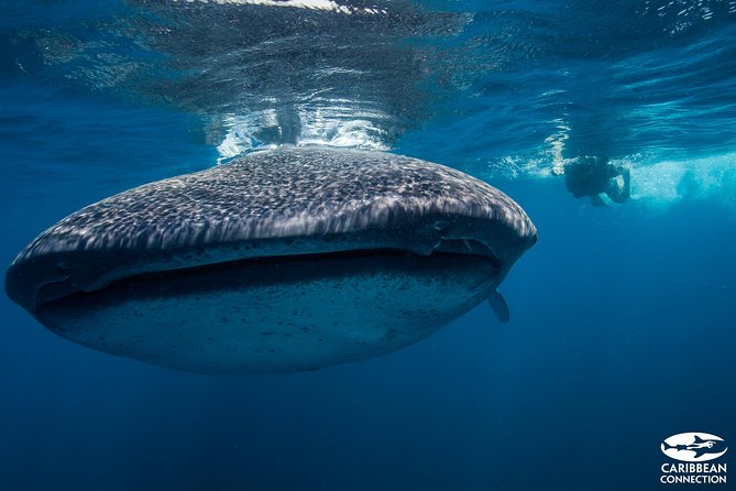 Cancun Whale Shark Encounter - The snorkeling swim: what you should expect in the water