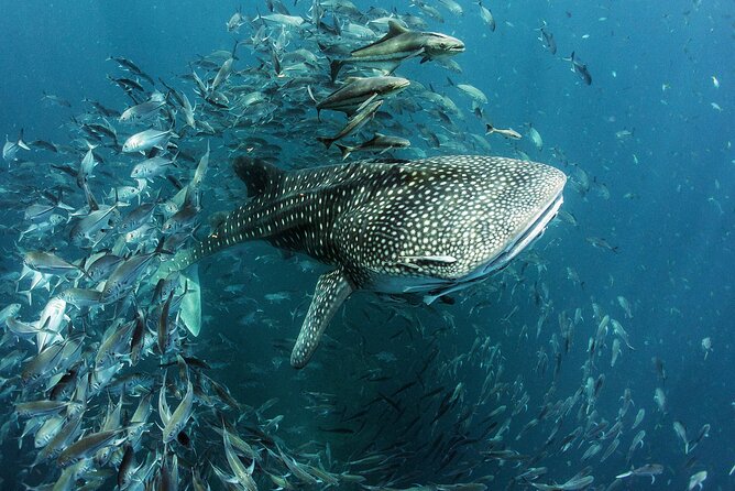 Cancun Whale Shark Experience with Snorkel & Transportation - The reef near Isla Mujeres and Playa Norte, North Beach style
