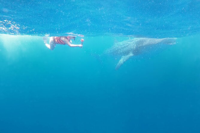 Cancun Whale Shark Experience with Snorkel & Transportation - Price and logistics: what’s included, what’s extra, and how to budget