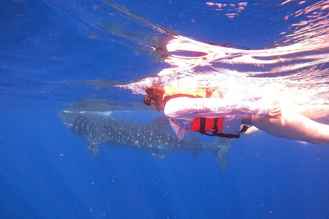 Cancun Whale Shark Experience with Snorkel & Transportation - Who this tour is best for