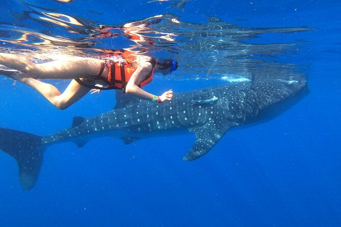 Cancun Whale Shark Experience with Snorkel & Transportation - Whale shark snorkel: two swim chances, calm guidance, safe distance