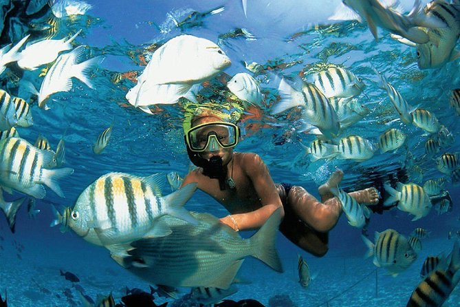 Catamaran adventure to Isla Mujeres with Snorkel,Buffet,Open Bar and Beach Club - Cancun check-in at Marina Albatros, then you are off