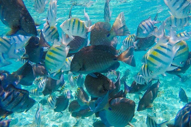 Catamaran Group Sightseeing, Snorkeling Tour Isla Mujeres - Stop 1: El Meco National Reef Park and the Women’s Bay underwater sculptures