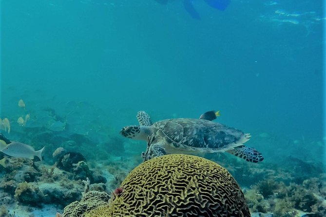 Catamaran Group Sightseeing, Snorkeling Tour Isla Mujeres - Snorkeling expectations: what to anticipate, and what to question