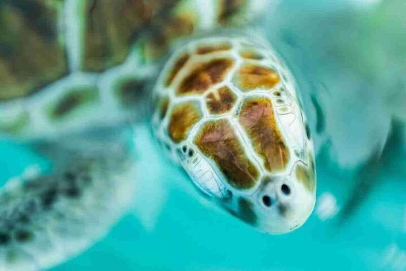 Catamaran party Isla Mujeres with drinks & lunch - Open-sea snorkeling: marine life time with gear included
