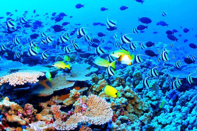 Catamaran Sail and Snorkeling Tour with Open Bar in Puerto Morelos - Price value: does $129 buy enough in Puerto Morelos?