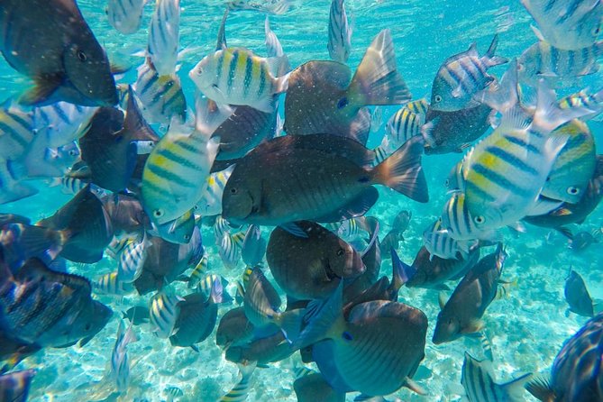 Catamaran Sailing Experience & Snorkeling Tour to Isla Mujeres - Who This Tour Is Best For