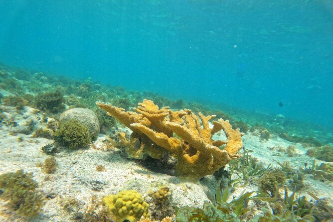 Catamaran with Snorkeling and North Beach, Isla Mujeres - Optional snorkeling plus a guided vibe: a good setup for families and first-timers
