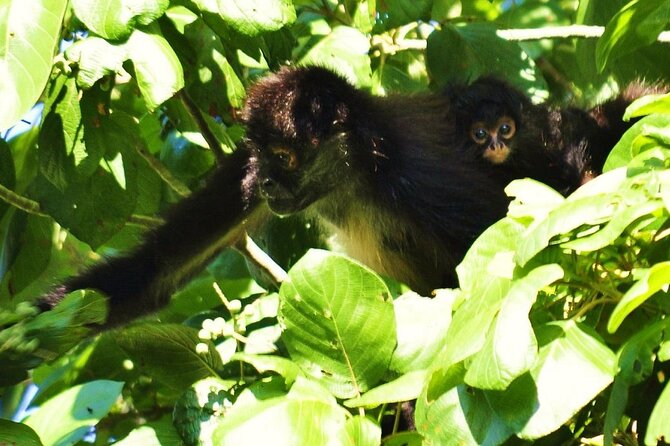 Cenote La Noria Tour + Jewelry Shopping Tour + Tequilera - Hacienda Tequilera tasting: tequila, mezcal, and local candy
