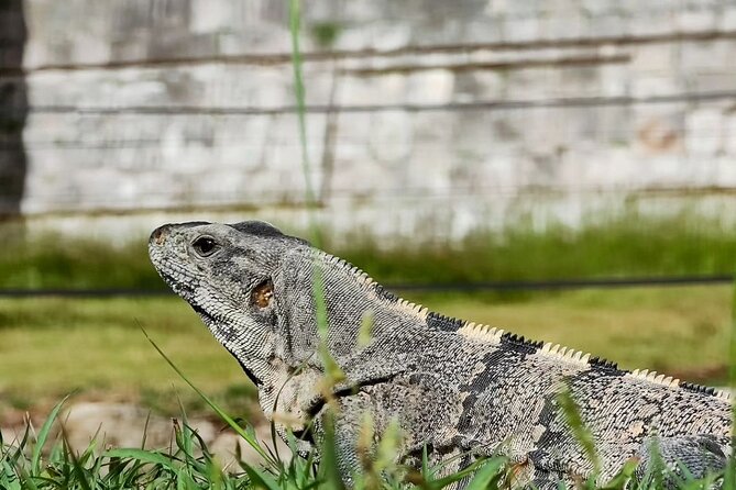 Chichen Itza, Mexican Buffet, Cenote & Valladolid guided Tour - Valladolid in the afternoon: a short, friendly city break