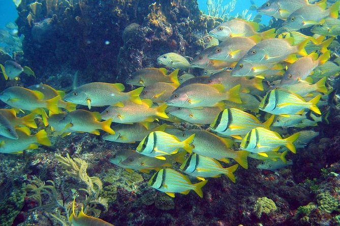 Contoy Caribbean Adventure! Round Transportation from Cancun - Guided time on Isla Contoy: birds, reef basics, and why the lunch timing matters