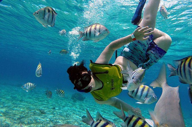 Cozumel by transparent boat and snorkeling in the sky with lunch. - Lunch stop: restaurant meal plus box lunch, with a drink included