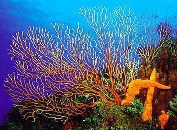 Cozumel El Cielo All Inclusive Tour from Cancun - Key Things That Make This Tour Worth Your Attention