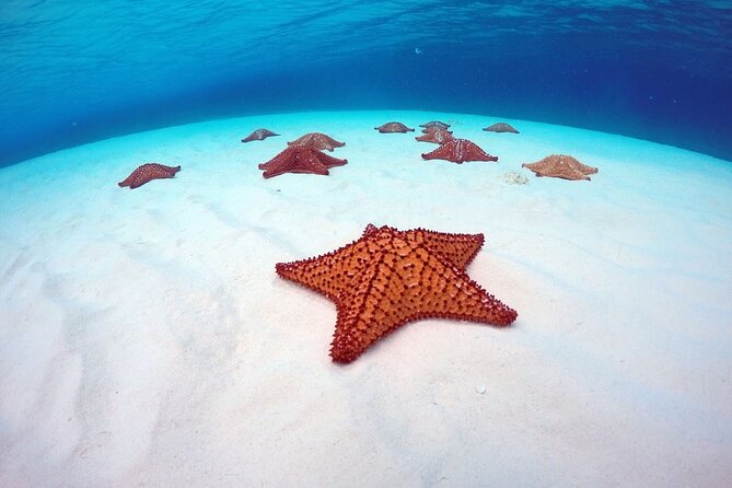 Cozumel El Cielo All Inclusive Tour from Cancun - Stop 3, Columbia Reef: Boat-Glass Viewing and Crew Guidance