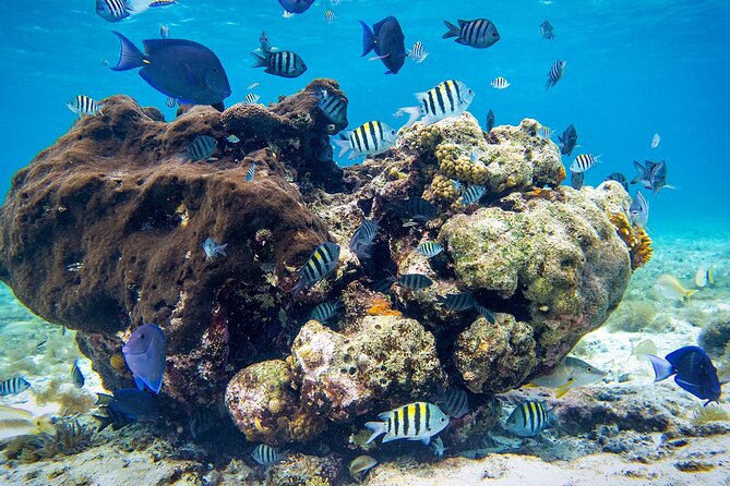 Cozumel Starfish and Tropical Reef Snorkeling by Powerboat with Lunch - Price and Value: $139 Plus the Ferry Fee Reality Check
