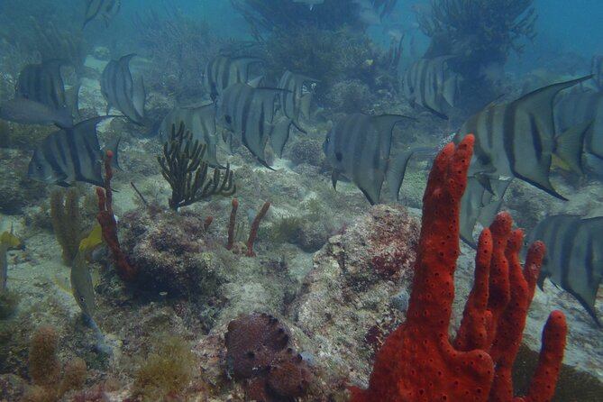 Discover Scuba - The shallow-water start: where confidence gets built