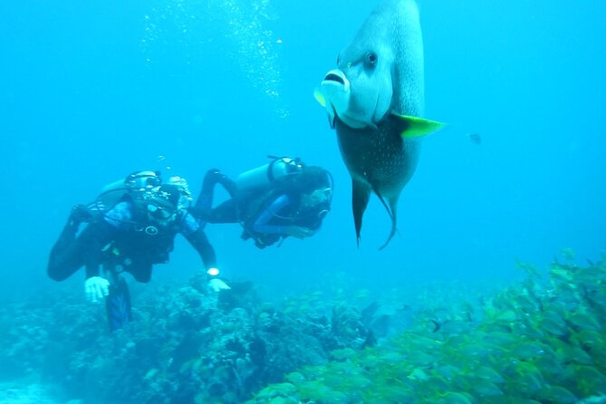 Discover Scuba - National Reef Park stop: what you’ll do and what you’ll see