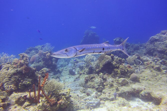 Discover Scuba - Instructors, safety, and why small groups feel better