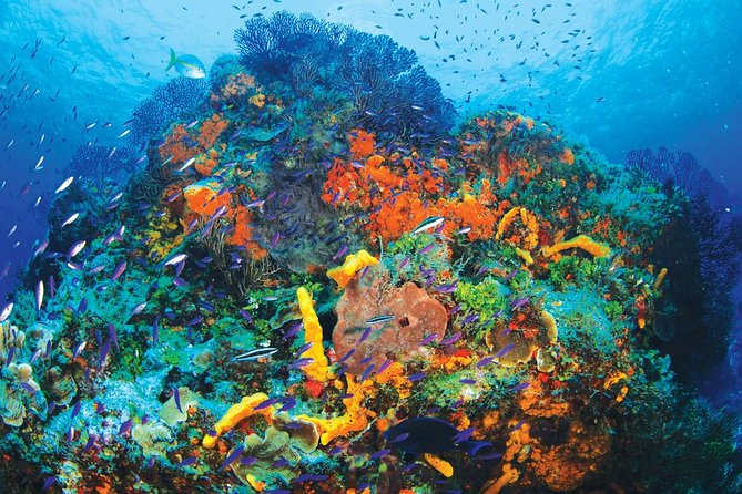 Discover Scuba Diving - One Tank at Coral Reef - The pool phase: what you learn before you go out