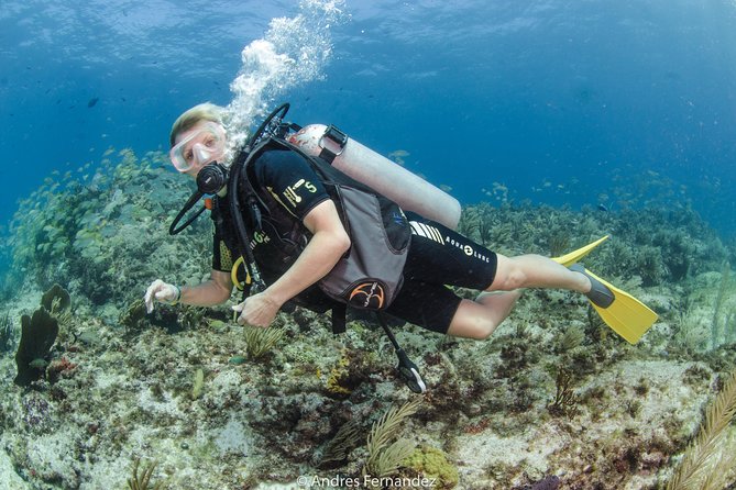Discover scuba ,MUSA and Manchones reef dive without license - Manchones reef at about 33 feet, and why your guide matters