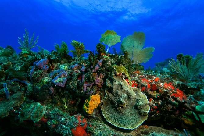 Discovery Scuba Diving !! - First-Time-Friendly Setup in Puerto Morelos (Near Cancun, Not Far From Your Comfort Zone)