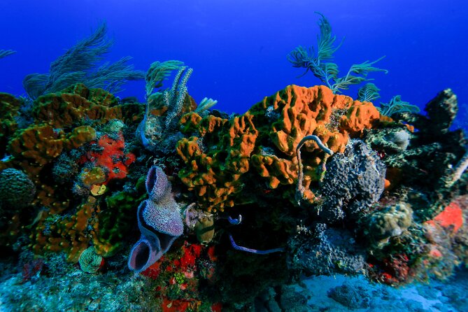 Discovery Scuba Diving !! - Small Group Size and English Instruction: Why That Matters Underwater
