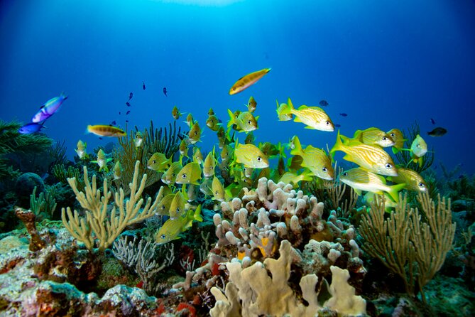 Discovery Scuba Diving !! - What to Bring: The Waterproof Camera Case Tip Is Gold