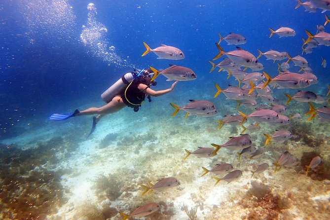 Diving in Cancun for Certified Divers | 2 Dives | All Inclusive - Key points to know before you go