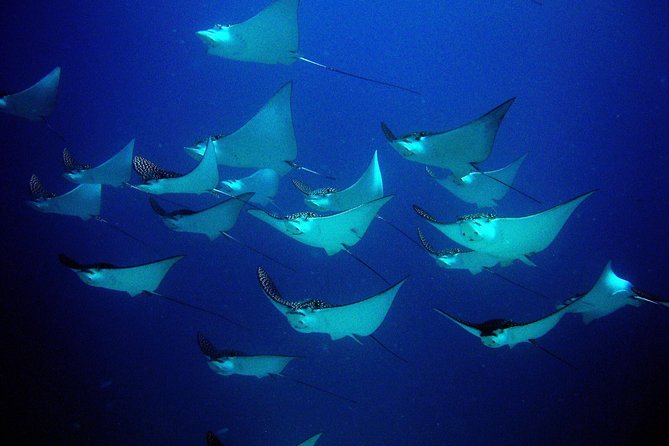 Diving in Cancun for Certified Divers | 2 Dives | All Inclusive - Boat, gear, and the small-group rhythm that makes a difference