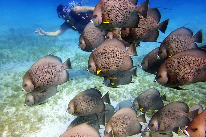 Diving in Cancun for Certified Divers | 2 Dives | All Inclusive - Photo memories, pose help, and one smart packing idea