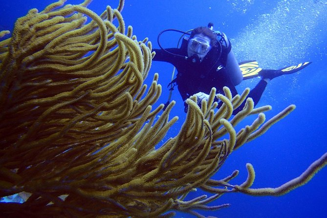 Diving in the Mexican Caribbean for Beginners | 2 Tanks 2 Dives | All Inclusive - First underwater session at MUSA: 400 sculptures and controlled conditions